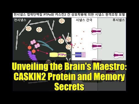 Unveiling the Brain's Maestro: CASKIN2 Protein and Memory Secrets
