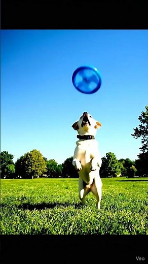 DOG FRISBEE TEST: Rudy’s Favorite Disc—Durable Blue Fetch