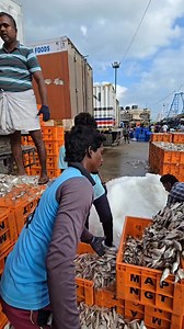 fish packing in biggest fish market | Village Life 1