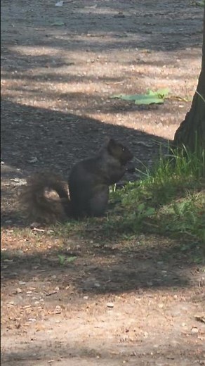 Have You Ever Seen a Black Squirrel Hiding Like This? 🐿️🖤#blacksquirrel #squirrelvideo