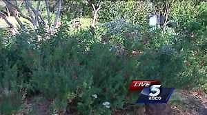 What is being done to save Monarch butterflies?