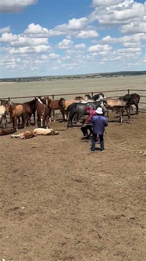 Foaling down #shortvideo #animals #horsemarket #reels #horse #horsesale #shorts