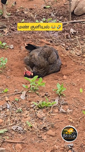 Lice bites, insect bites 😂🤣 #bitsoflife #viral #chicken #farming #funny #comedy #trendingshorts #...