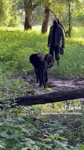 Joy the Elephant's Playful Morning Zoomies