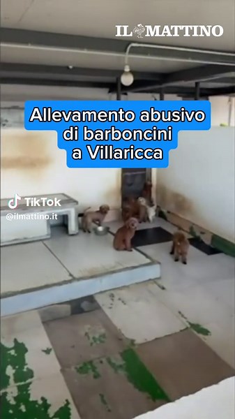 Venticinque cuccioli di barboncino toy, piccoli al punto da sembrare peluche a un primo sguardo, sono stati scoperti dai carabinieri all’interno di un canile abusivo realizzato sul solaio di un edificio a Villaricca. In totale gli animali rinvenuti sono 26. La struttura, tutt’altro che improvvisata, era composta da gabbie in muratura recintate e, in alcuni casi, dotate persino di lampade riscaldanti per i cuccioli appena nati. Un vero e proprio complesso organizzato, costruito però senza alcuna 