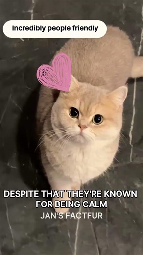The Truth Behind Scottish Fold Cats’ Cute Ears 😺😳 | Animal Facts #Shorts