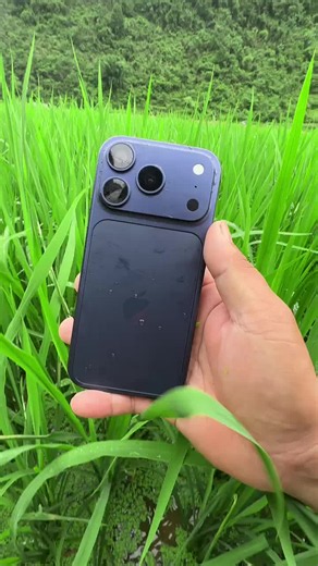 Listening to Wind Over Young Crops: Field Sounds and Calm