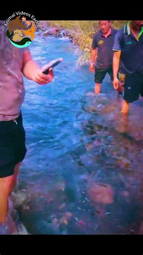 Why Are Releasing Huge Fish Back Into the Current 😳🐟