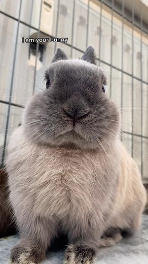 Bunny Song | Relaxing Music for Rabbits and Rabbit Owners