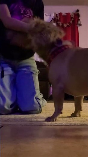 #therian #therianthropy #therians #furry