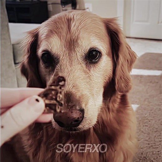 #finaldog || repost cause other flopped! ” what if it’s from trump💜 “ dt: @lex ⟢ #fyp #dogedit #dog #trump HIGH QUALITY FINAL GOD EDIT, DO YOU WANT A TREAT WHAT IF ITS FROM TRUMP? FINALGIRL EDIT