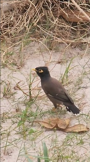 Myna bird calling sounds #birds #myna #sound