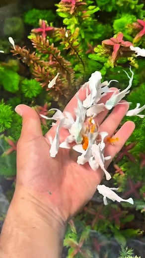 Nature World ❤️. #MangroveAquarium #MangroveRoots #AquascapingArt #AquascapeLove #AquariumLife #AquariumDesign #AquaNature #FreshwaterTank #AquariumCommunity #FishTankLove #AquariumWorld #TankGoals #PeacefulTank #BeautifulAquarium #AquariumHobbyist #NatureInGlass #ZenTank #KabirAquarium #AquariumInspiration #AquaticPlants #RootTank | Maria Hudson