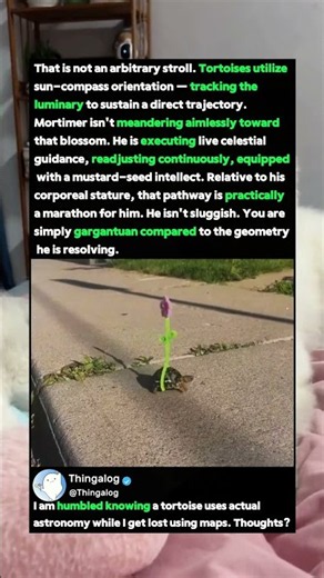 Tortoises Use Astronomy To Walk Straight! 🐢 #Nature #Science #Animals