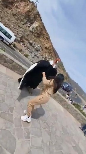 El baile del cóndor andino