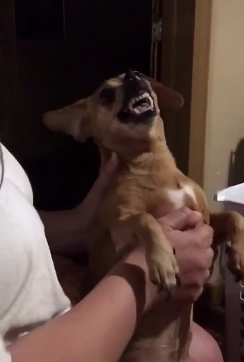 The Pet Collective on TikTok