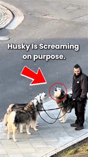 HUSKIES AREN'T BROKEN… it’s arguing with you 🗣️ #viralshorts
