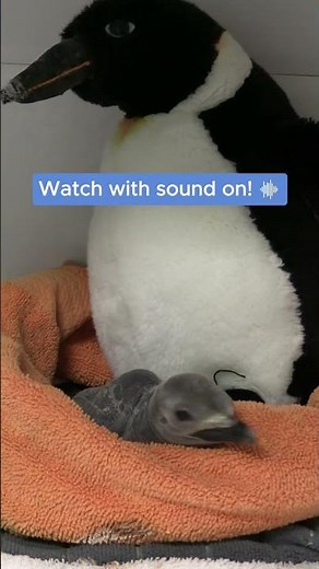 It's a girl! Female king penguin chick born at Saint Louis Zoo