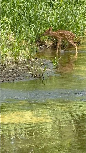 Whitetail deer fawn - bleat for momma #nature
