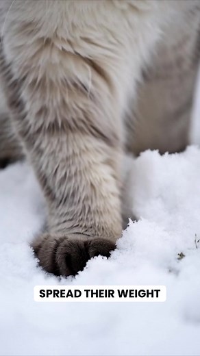 11 reactions · 3 comments | Episode 03 of Snow Cats is here — Whisper Paws. Watch how these incredible animals move silently across deep snow, their wide, fur-covered paws keeping them light and effortless. Every step shows nature’s perfect design for winter survival. #SnowCats #WildlifeDocumentary #NatureShorts #AnimalFilm #WinterWildlife #CatLovers #NatureVideo #WildAnimals | Furry Cuteness Hub | Facebook