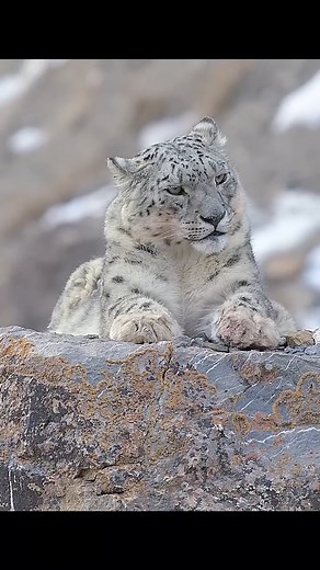 144K views · 6K reactions | Young Ibex raises the stakes Do you know the name of this Big cat? Comment #wildlife #animals #naturelovers #nature #documentary #leopard | Wondersofjungle | Facebook