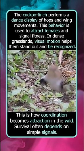 The Bird That Dances To Attract A Mate