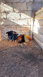 Hermoso gallo kelso | Gallero Del Pueblo Marin