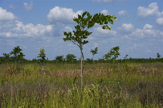 This ancient tree may replace Florida’s old citrus groves as farmers seek new crop