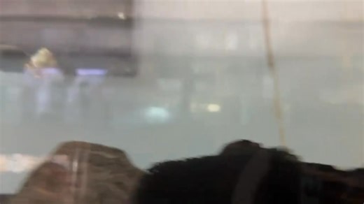 Silver Dollar Fish 🌙✨ – Native to South America, these peaceful schooling fish are named for their round, shiny bodies. Plant lovers beware—they’re avid grazers! Best kept in groups with plenty of swimming space. 🐟🌿 | Pet Zone Tropical Fish, San Diego, California