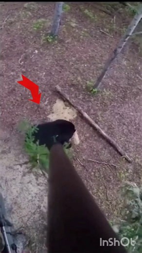 Grizzly Bear hunting with Spear Very Close Range