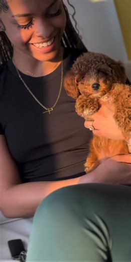 Another Satisfied Client ( #fancytoypoodles #toypoodle #teacuppoodle #minipoodle #redpoodle #micropoodle #wedeliver | Fancy Toy/Mini Poodle for Adoption | Facebook