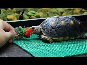 Tortoise Eating Fruit & Vegetable ASMR