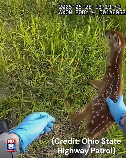 691K views · 27K reactions | A beautiful baby deer was safely moved off the side of a busy highway thanks to the kind heart of an Ohio State Highway Patrol trooper. Read more: https://tinyurl.com/277a5jtk | Fox 8 News | Facebook