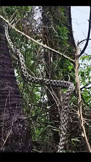 #Cat Snake #Fast and Cat Snake