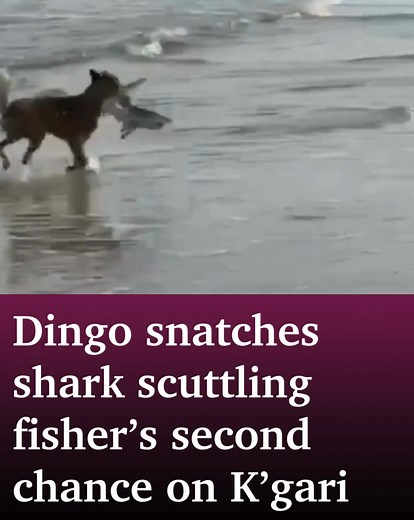 36K views · 81 reactions | In nature’s ultimate predator swap a dingo has turned the tables on a shark in extraordinary footage captured off K’gari’s coastline. Read Here: https://bit.ly/49Jrgxb | The Morning Bulletin | Facebook