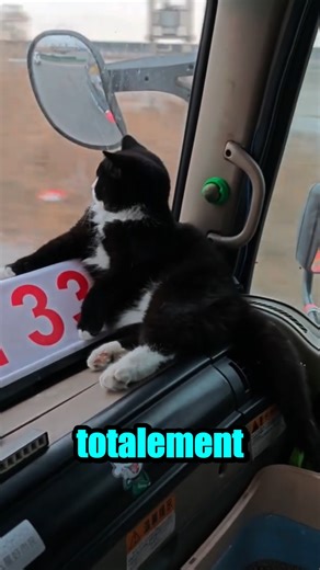 123K views · 3.8K reactions | Le meilleur copilote pour conduire un camion #fblifestyle | Le Monde des Chats et Chiens | Facebook