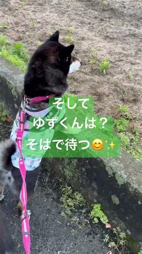 さて今日は？芋掘り？でも🐶