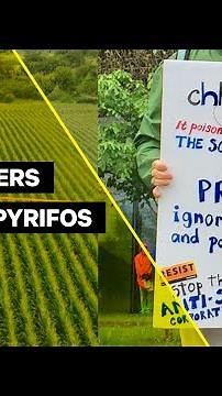 Toxic Pesticide Chlorpyrifos to Be Used Again on U.S. Crops
