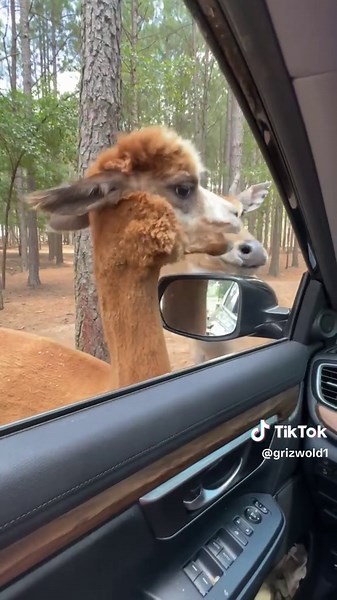 Safari Park Adventure Gone Hilariously Wrong
