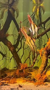 Nature Style Aquarium by Stevenson 翊茗🐟 What do you think of this type of aquarium? 500 liters Size: 110 cm × 70 cm × 65 cm #aquariums #biotope #fishkeeping #pterophyllum #aquascaping | Oliver Knott