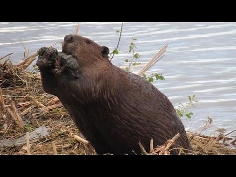 Beavers: Engineers of the Ecosystem