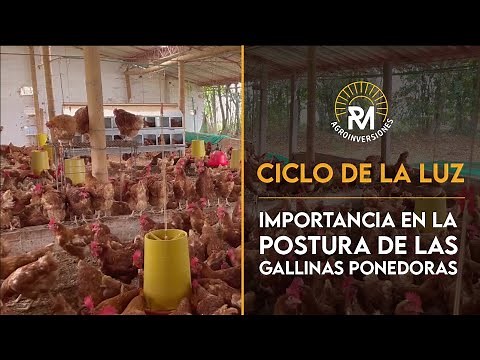 La importancia de la LUZ en el CICLO DE POSTURA | GALLINAS PONEDORAS