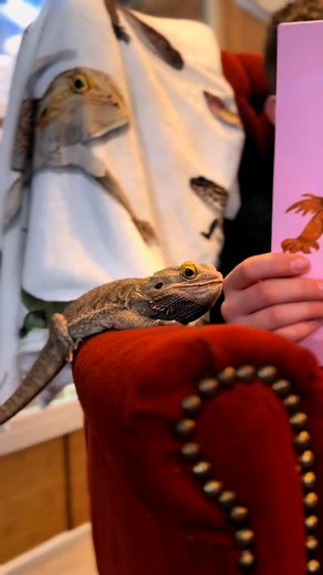 2.9K views · 129 reactions | “Who Has a Pet Bearded Dragon?” by...