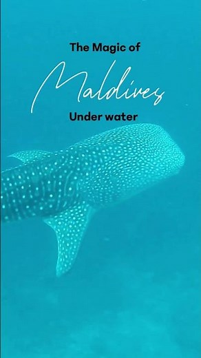 The Magic of Maldives Underwater 🇲🇻 | Ocean Paradise
