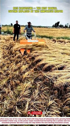 Rice Harvesting — the best manual cutting replaced by this innovative reaper