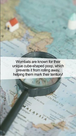 The Mystery of Wombat Poop: Cube-Shaped Feces Explained!