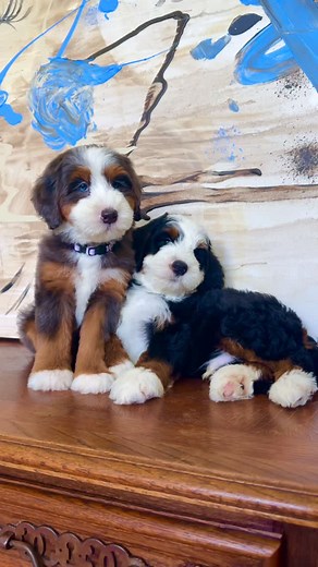 583 reactions · 36 comments | Tri color or Merle? . . #merlebernedoodle #tricolorbernedoodle #bernedoodlepuppy #bernedoodlesofinstagram #bernedoodlelove #bernedoodlesdaily #doodlepuppy #doodlelove #doodlelife #bernedoodlemania #puppyoftheday #teddybearpuppy #cutepuppies #bernedoodlenation #bernedoodleworld #merlepuppy #tricolordoodle #bernedoodleobsessed #bernedoodlestyle #exceptionalbernedoodles | Namaste Bernedoodles | Facebook