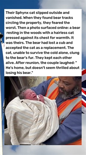 Their Hairless Cat Went Missing — Then a Photo of a Bear Shocked Everyone