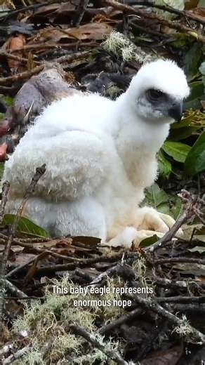 A powerful symbol of hope hatched in Colombia’s lush Huila landscape. There are less than 1,000 black and chestnut eagles left in the wild, but forest restoration and sustainable coffee-growing practices are helping this endangered bird of prey soar again. The HYLEA Pact, an initiative supported by Conservación Internacional Colombia, the Government of Huila, CAM, and IDH, with additional support from Starbucks and the Walmart Foundation, strengthens local economies and help secure a healthy fut