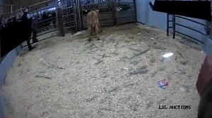 13K views · 55 reactions | Dovea Genetics sires are unrivalled in the...